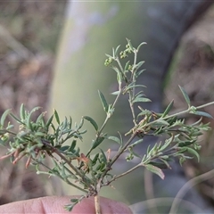 Einadia nutans (Climbing Saltbush) at Page, ACT - 12 Oct 2024 by CattleDog