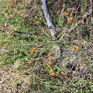 Dillwynia sericea at Watson, ACT - 12 Oct 2024