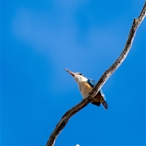 Todiramphus sanctus at Penrose, NSW - 11 Oct 2024