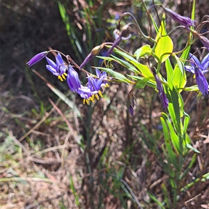 Stypandra glauca at Watson, ACT - 12 Oct 2024