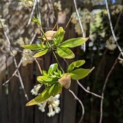 Pandorea pandorana at Page, ACT - suppressed