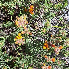 Pultenaea subspicata (Low Bush-pea) at Watson, ACT - 12 Oct 2024 by abread111