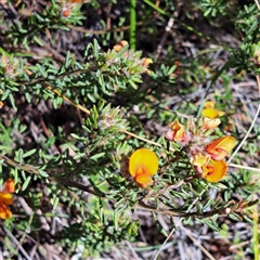 Pultenaea subspicata at Watson, ACT - 12 Oct 2024