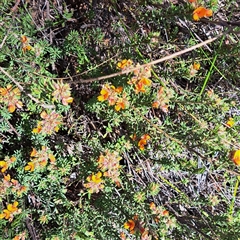 Pultenaea subspicata at Watson, ACT - 12 Oct 2024