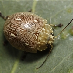 Paropsis aegrota (Eucalyptus Tortoise Beetle) at Bungonia, NSW - 10 Oct 2024 by martinl