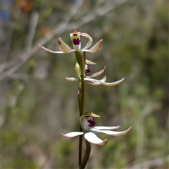 Caladenia cucullata (Lemon Caps) at Bumbaldry, NSW - 3 Oct 2024 by RobG1