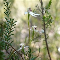 Caladenia cucullata at Bumbaldry, NSW - suppressed