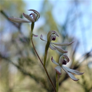 Caladenia cucullata at Bumbaldry, NSW - 3 Oct 2024