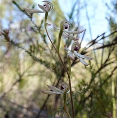 Caladenia cucullata at Bumbaldry, NSW - 3 Oct 2024