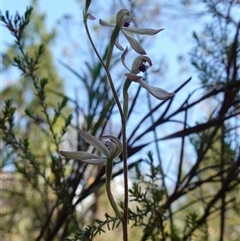 Caladenia cucullata at Bumbaldry, NSW - 3 Oct 2024