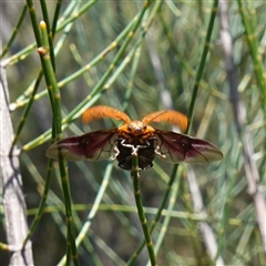 Paropsisterna cloelia (Eucalyptus variegated beetle) at Bumbaldry, NSW - 3 Oct 2024 by RobG1