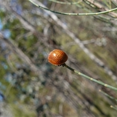 Paropsisterna cloelia at Bumbaldry, NSW - suppressed