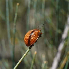 Paropsisterna cloelia at Bumbaldry, NSW - suppressed