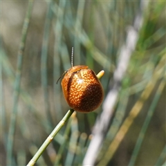 Paropsisterna cloelia at Bumbaldry, NSW - suppressed