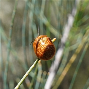 Paropsisterna cloelia at Bumbaldry, NSW - suppressed