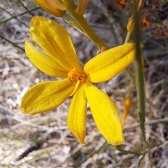 Bulbine bulbosa (Golden Lily, Bulbine Lily) at Watson, ACT - 12 Oct 2024 by abread111