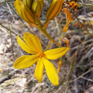 Bulbine bulbosa at Watson, ACT - 12 Oct 2024