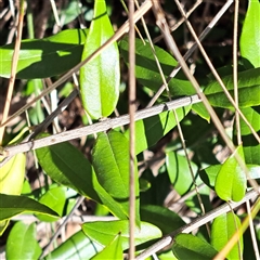 Olea europaea subsp. cuspidata (African Olive) at Watson, ACT - 12 Oct 2024 by abread111