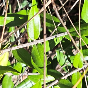 Olea europaea subsp. cuspidata at Watson, ACT - 12 Oct 2024 04:00 PM