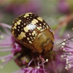 Paropsis pictipennis (Tea-tree button beetle) at Bungonia, NSW - 10 Oct 2024 by martinl