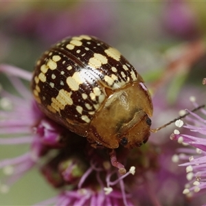 Paropsis pictipennis at Bungonia, NSW - 10 Oct 2024