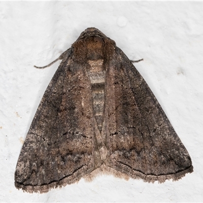 Dysbatus singularis (Dry-country Line-moth) at Melba, ACT - 10 Oct 2024 by kasiaaus