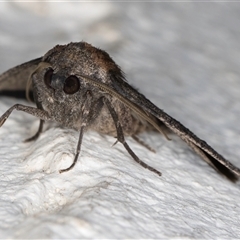 Dysbatus singularis at Melba, ACT - 10 Oct 2024 10:19 PM