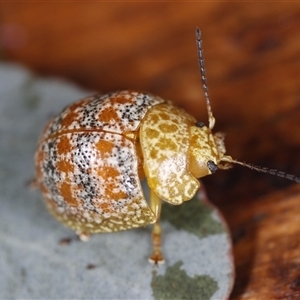 Paropsis obsoleta (Leaf beetle) at Holbrook, NSW by martinl