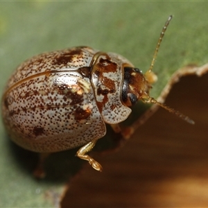 Paropsisterna m-fuscum at Holbrook, NSW - 10 Oct 2024