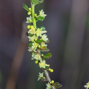 Phyllanthus hirtellus (Coastal Thyme Spurge) at Penrose, NSW by Aussiegall