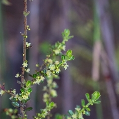 Phyllanthus hirtellus at Penrose, NSW - 7 Oct 2024