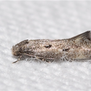 Gelechiidae (family) at Jerrabomberra, NSW - suppressed