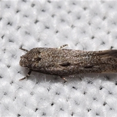 Gelechiidae (family) at Jerrabomberra, NSW - suppressed