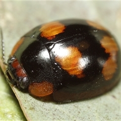 Paropsisterna beata (Blessed Leaf Beetle) at Holbrook, NSW - 9 Oct 2024 by martinl