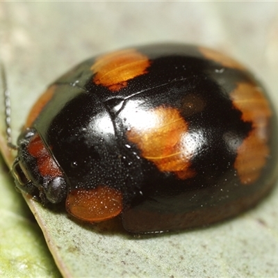 Paropsisterna beata (Blessed Leaf Beetle) at Holbrook, NSW - 9 Oct 2024 by martinl