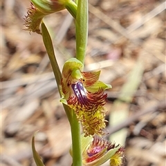 Calochilus montanus (Copper Beard Orchid) at O'Connor, ACT - 12 Oct 2024 by shoko