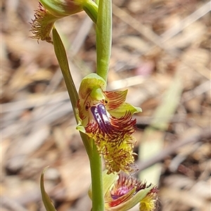 Calochilus montanus at O'Connor, ACT - 12 Oct 2024