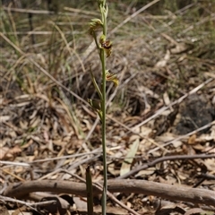 Calochilus montanus at O'Connor, ACT - suppressed