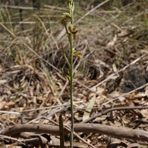 Calochilus montanus at O'Connor, ACT - 12 Oct 2024