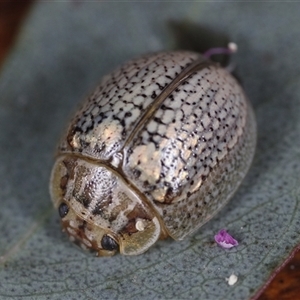 Paropsisterna laesa species complex (Laesa leaf beetle) at Holbrook, NSW by martinl