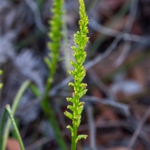 Microtis sp. (Onion Orchid) at Penrose, NSW by Aussiegall