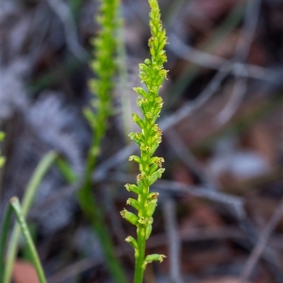 Microtis sp. (Onion Orchid) at Penrose, NSW - 7 Oct 2024 by Aussiegall