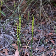 Microtis sp. at Penrose, NSW - suppressed