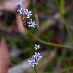 Conospermum tenuifolium (Sprawling Smoke-bush, Slender Wire Lily) at Penrose, NSW - 7 Oct 2024 by Aussiegall