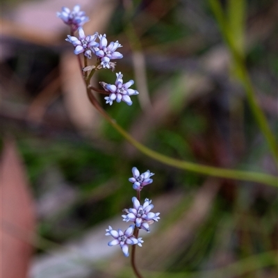 Conospermum tenuifolium (Sprawling Smoke-bush, Slender Wire Lily) at Penrose, NSW - 7 Oct 2024 by Aussiegall