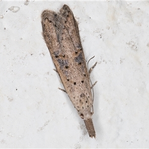 Carposina undescribed species at Melba, ACT - 10 Oct 2024 10:20 PM