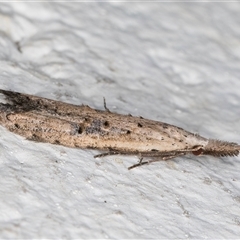 Carposina undescribed species at Melba, ACT - 10 Oct 2024