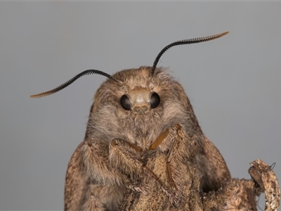 Entometa fervens (Common Gum Snout Moth) at Melba, ACT - 10 Oct 2024 by kasiaaus