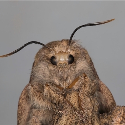 Entometa fervens (Common Gum Snout Moth) at Melba, ACT - 10 Oct 2024 by kasiaaus