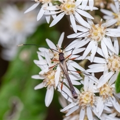 Enchoptera apicalis (Longhorn beetle) at Penrose, NSW - 7 Oct 2024 by Aussiegall